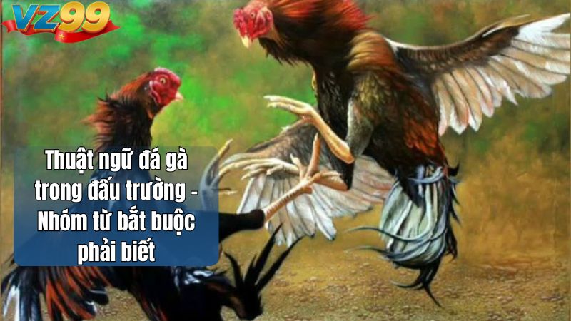 Thuật ngữ đá gà trong đấu trường – Nhóm từ bắt buộc phải biết