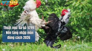 Thuật ngữ đá gà VZ99 – Nền tảng nhập môn đúng cách 2026
