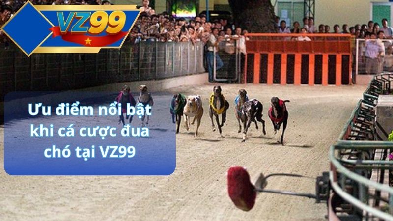 Ưu điểm nổi bật khi cá cược đua chó tại VZ99