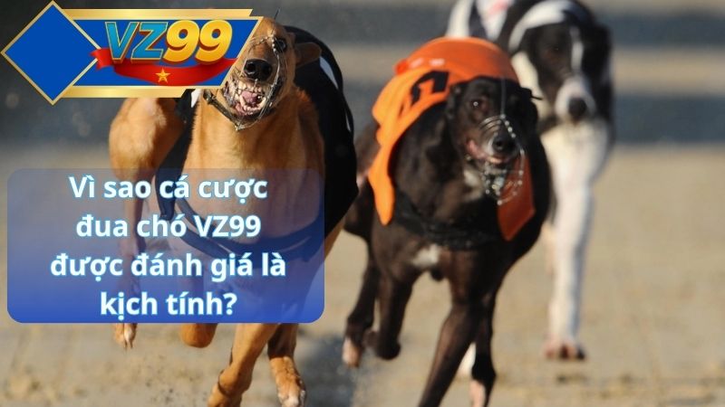 Vì sao cá cược đua chó VZ99 được đánh giá là kịch tính?